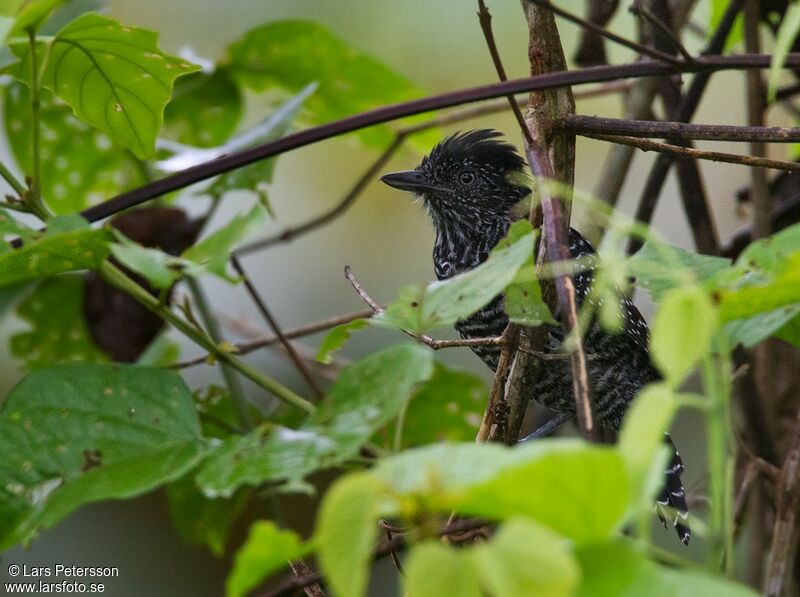 Lined Antshrike