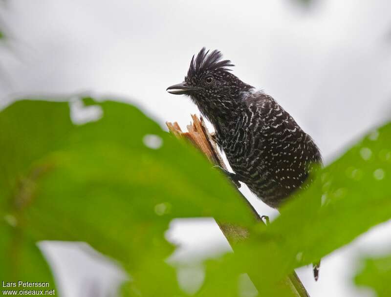 Lined Antshrike