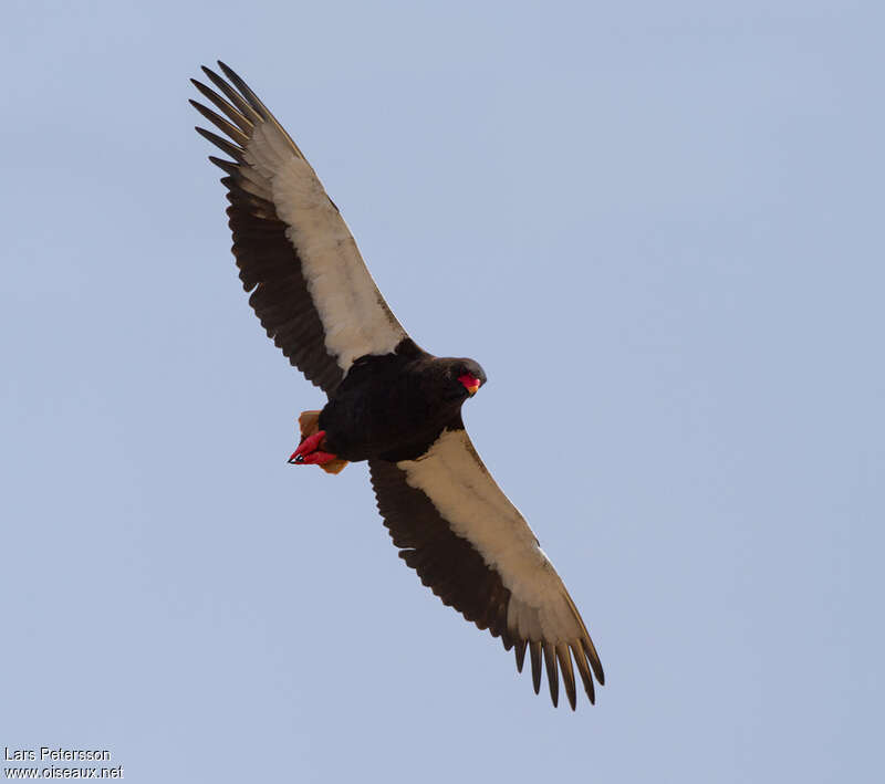 Bateleur des savanes mâle adulte, Vol