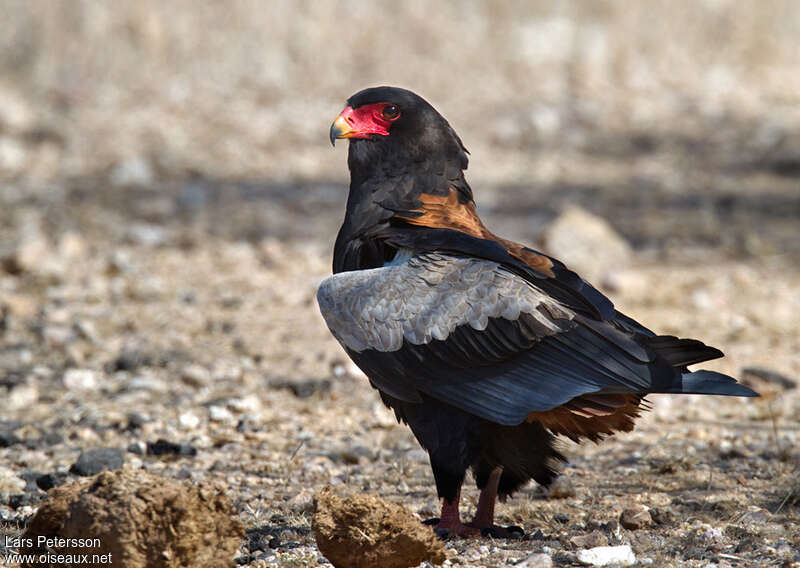 Bateleur des savanes mâle adulte, pigmentation