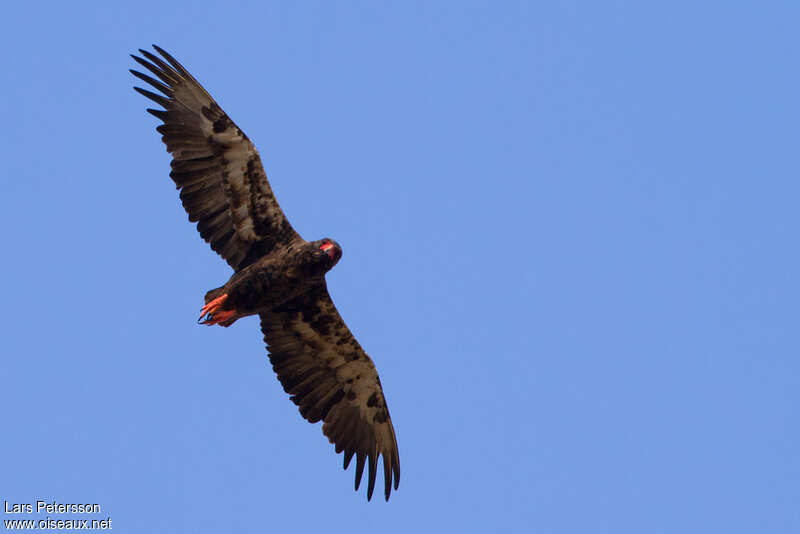 Bateleur des savanesimmature, Vol