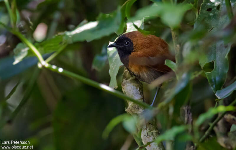 Black-faced Rufous Warbler male adult, habitat, pigmentation