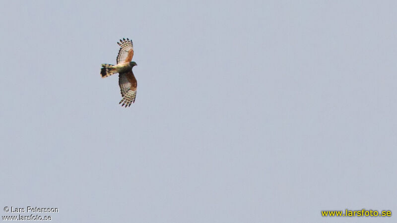 African Cuckoo-Hawk