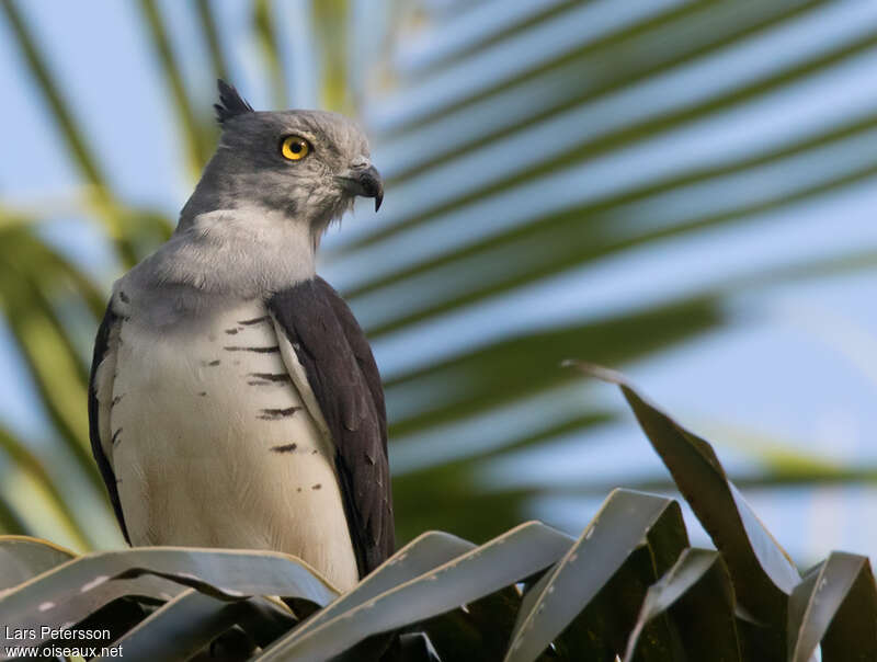 Baza huppéadulte, identification