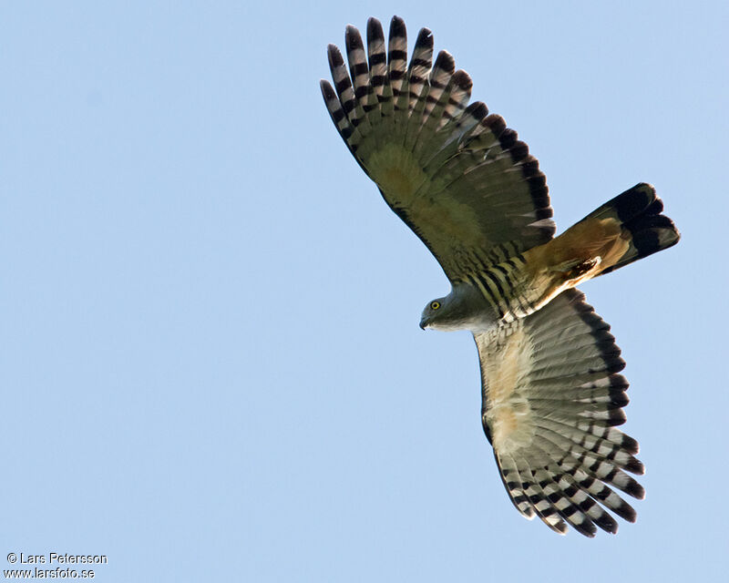 Pacific Baza