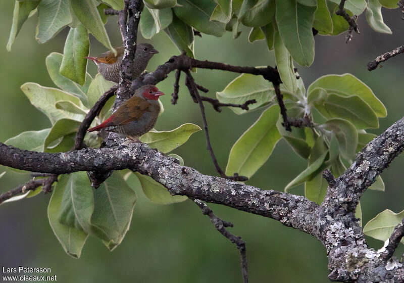 Orange-winged Pytiliaadult