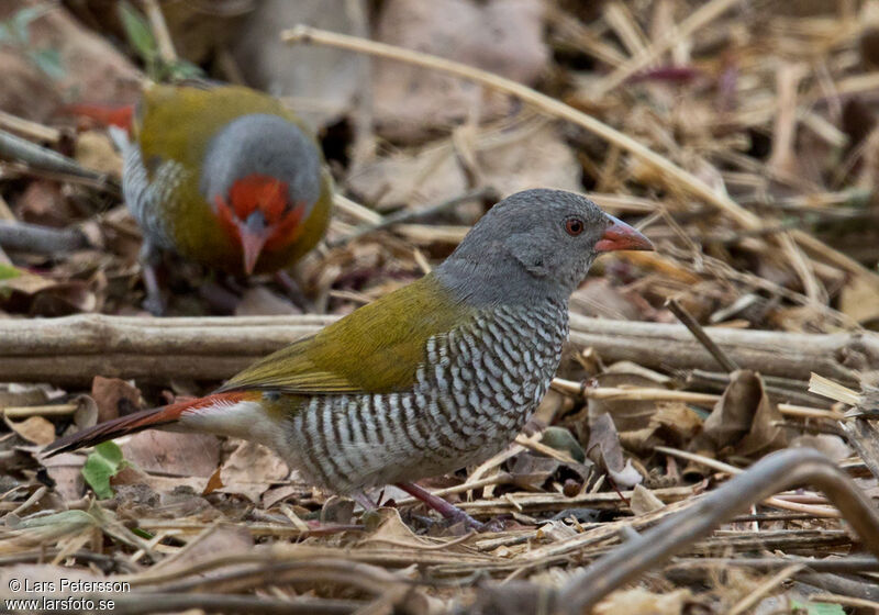 Green-winged Pytilia