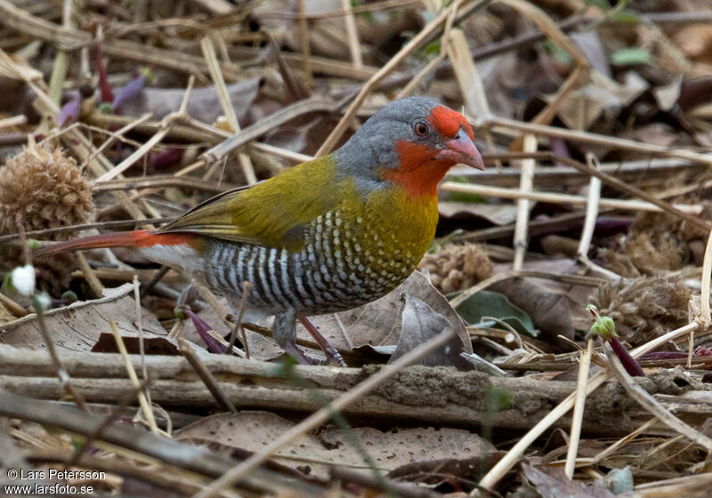 Green-winged Pytilia