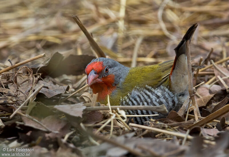 Green-winged Pytilia