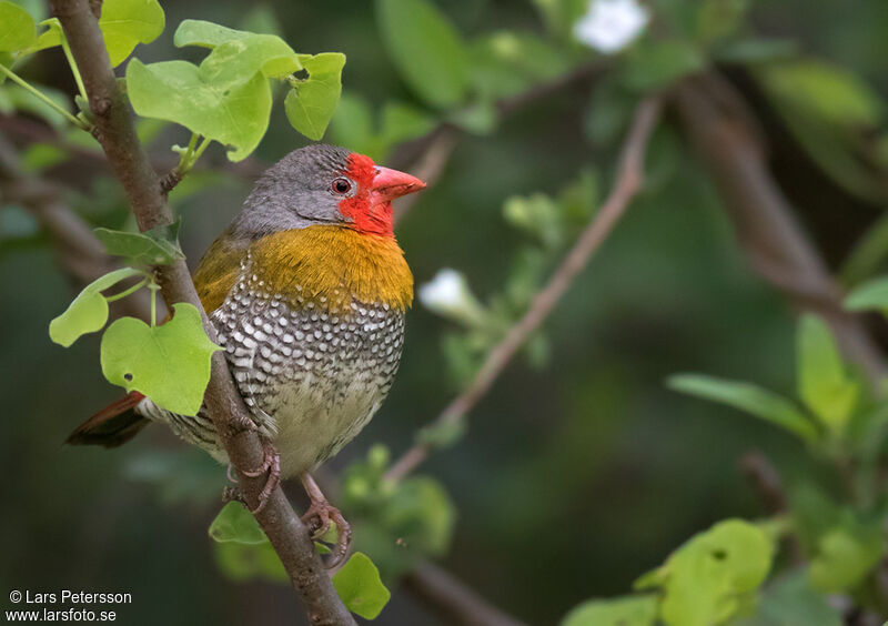 Green-winged Pytilia