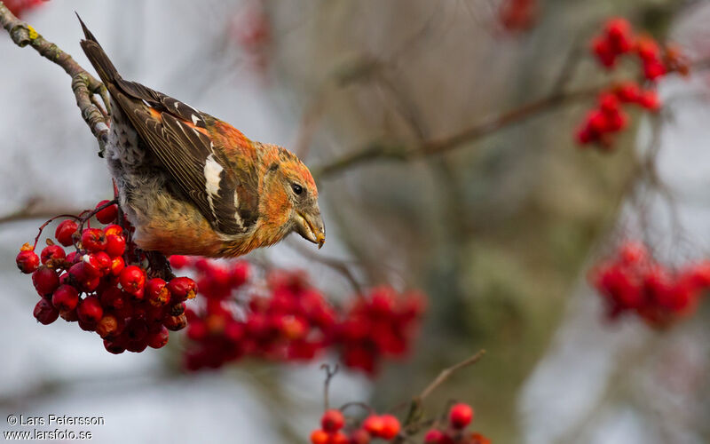 Two-barred Crossbill