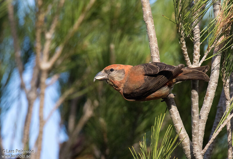 Red Crossbill