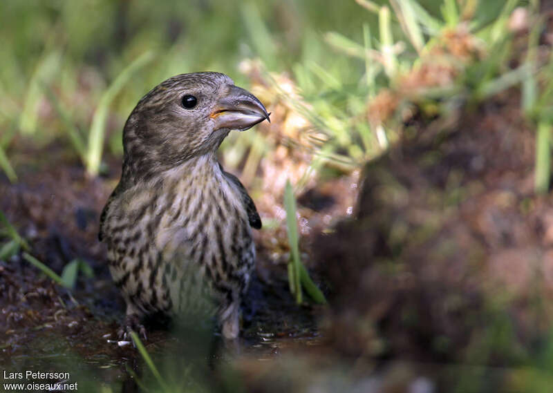 Bec-croisé perroquetjuvénile, portrait