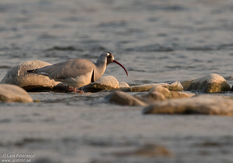 Bec-d'ibis tibétain