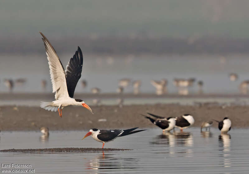 Indian Skimmeradult, Behaviour