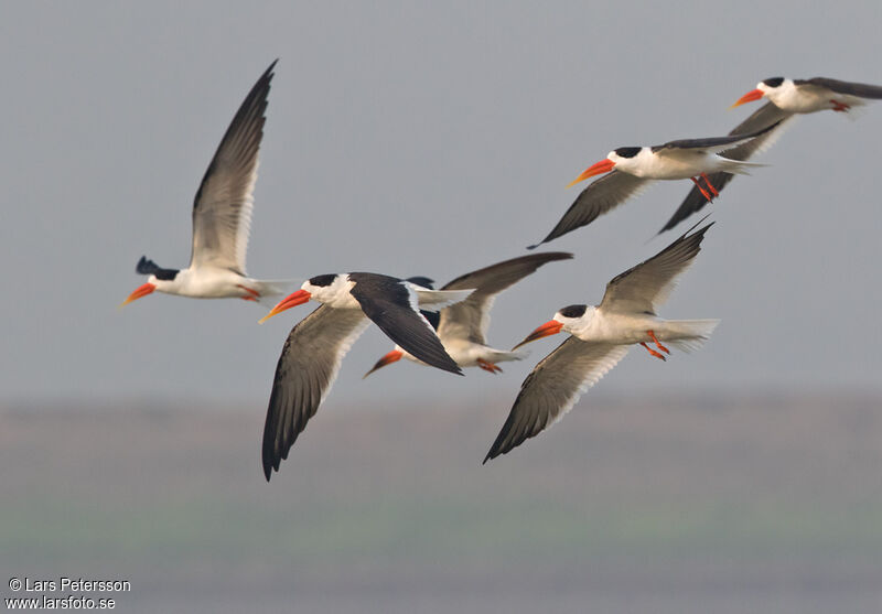 Indian Skimmer