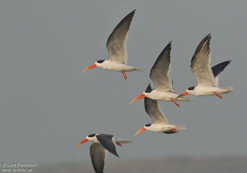 Indian Skimmer