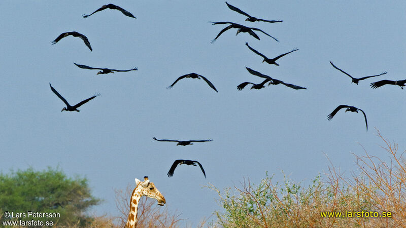 African Openbill