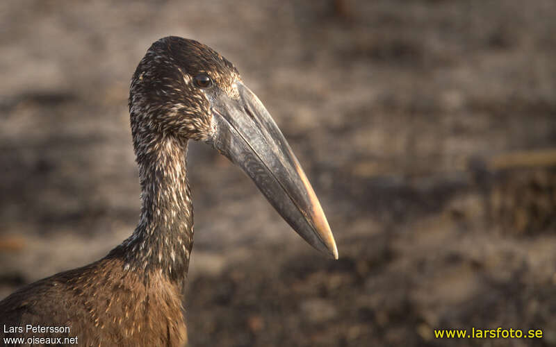 African Openbillimmature, close-up portrait