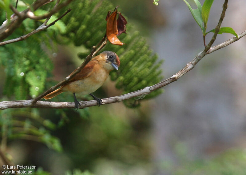 Chestnut-crowned Becard