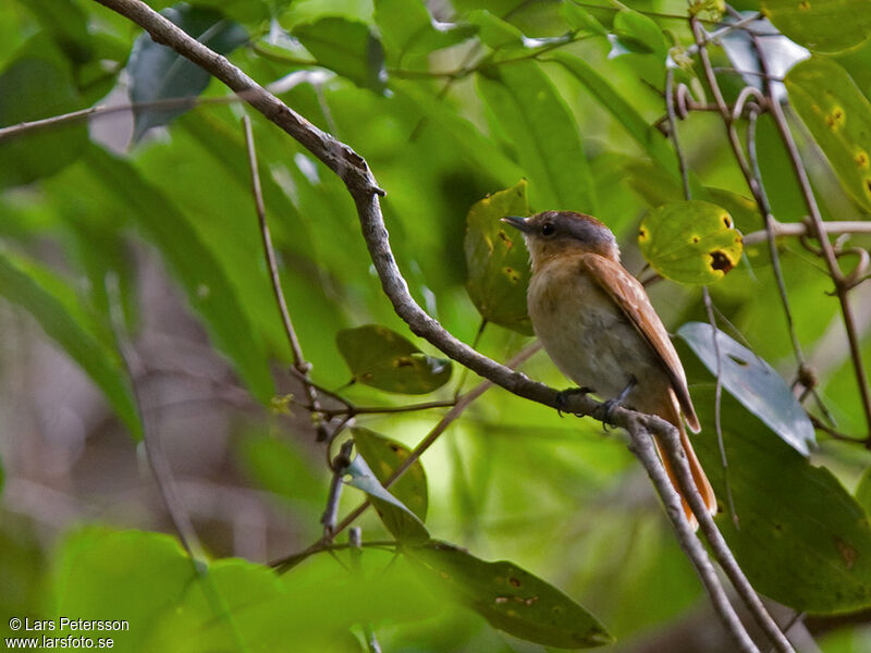 Chestnut-crowned Becard