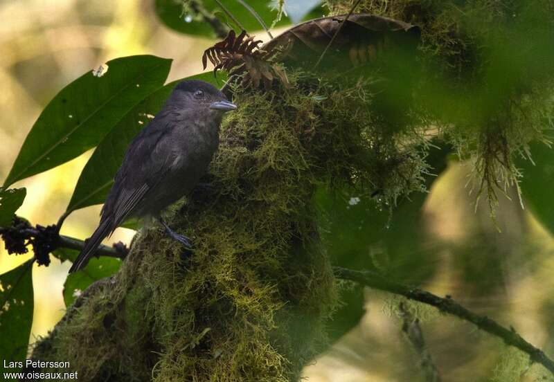 One-colored Becard male adult, identification