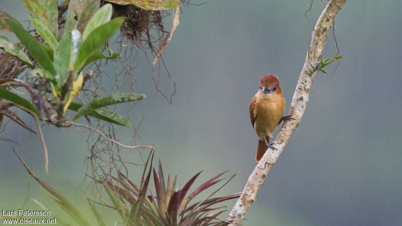 One-colored Becard female adult, identification