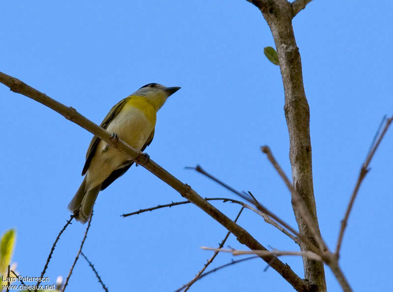 Bécarde verte mâle adulte, identification