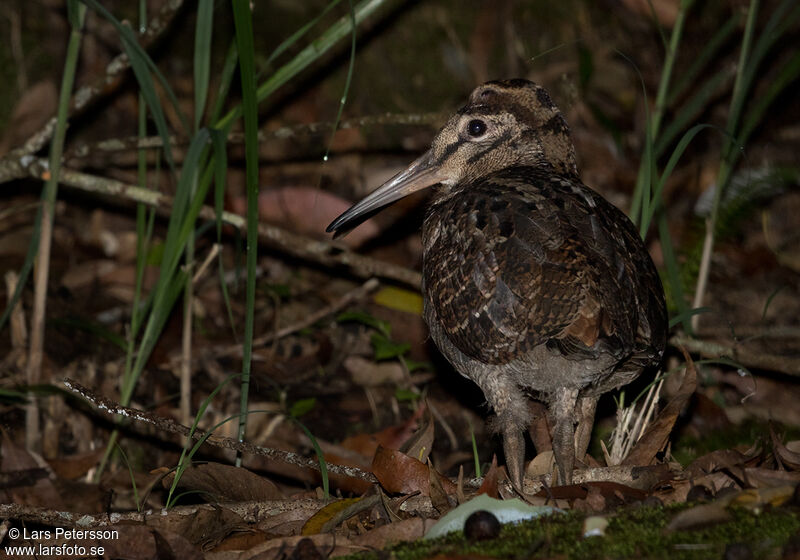 Amami Woodcock