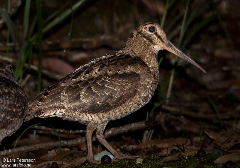 Amami Woodcock