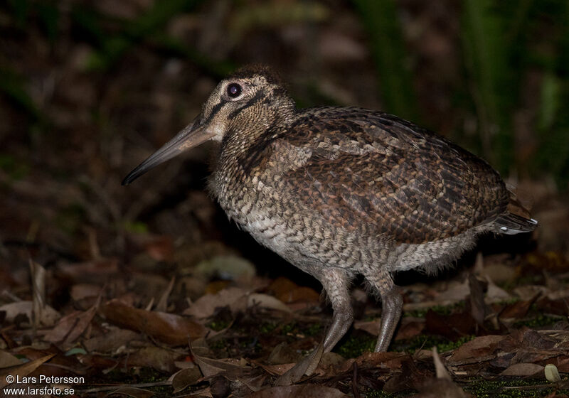 Amami Woodcock