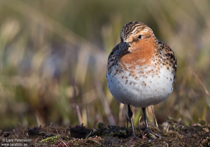 Red-necked Stint