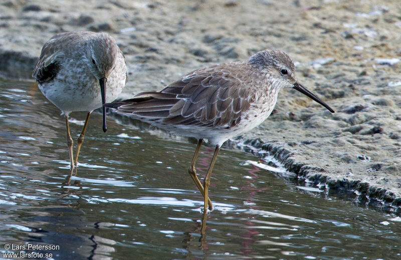 Stilt Sandpiper