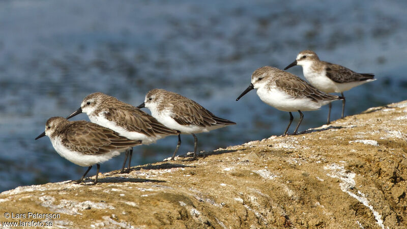 Western Sandpiper