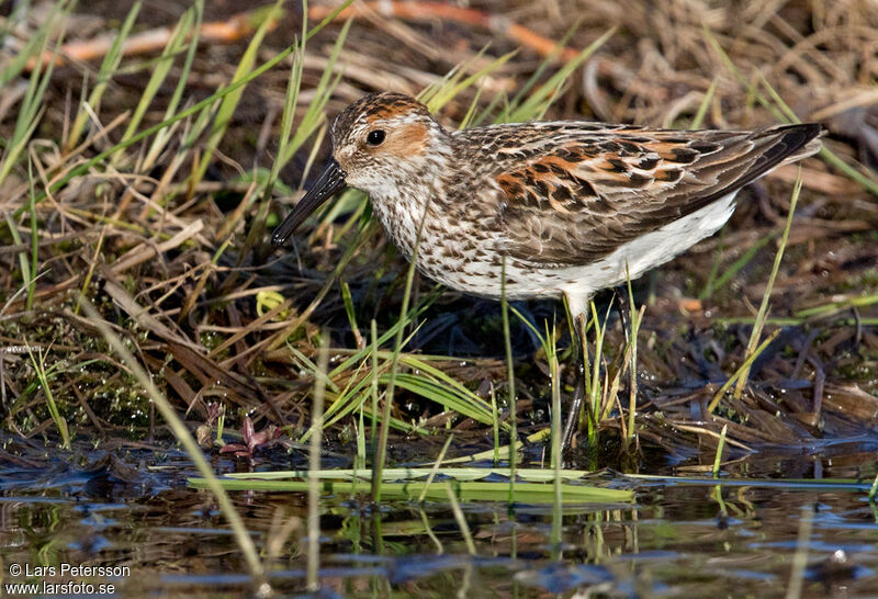 Western Sandpiper