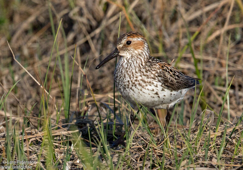 Bécasseau d'Alaska