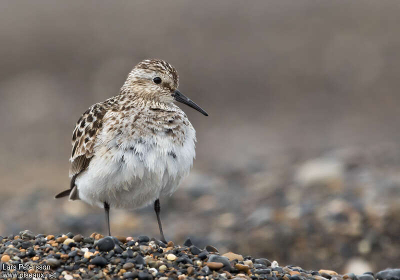 Baird's Sandpiperadult, close-up portrait