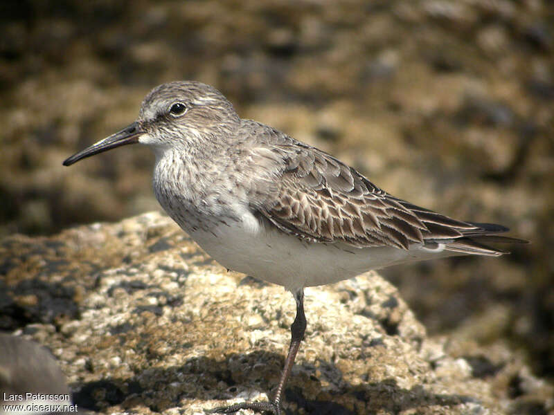 Bécasseau de Bonaparteadulte internuptial, identification