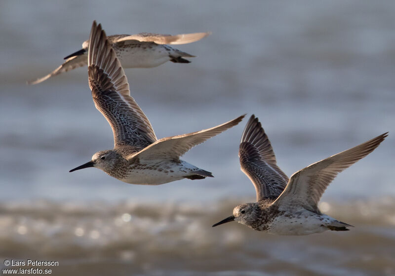 Great Knot