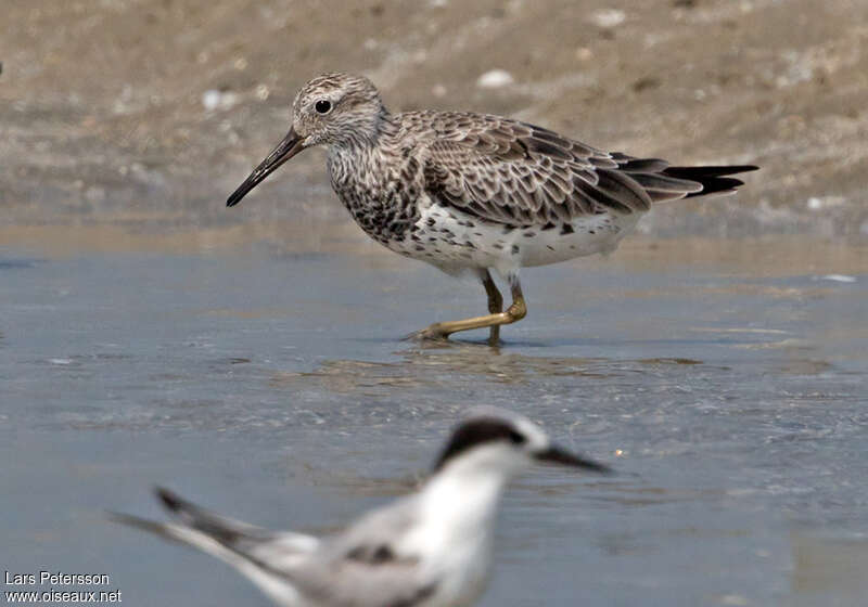 Great Knotadult post breeding, identification