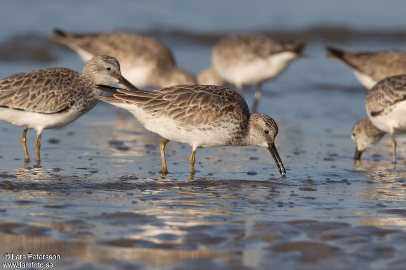 Great Knot