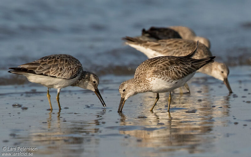 Great Knot