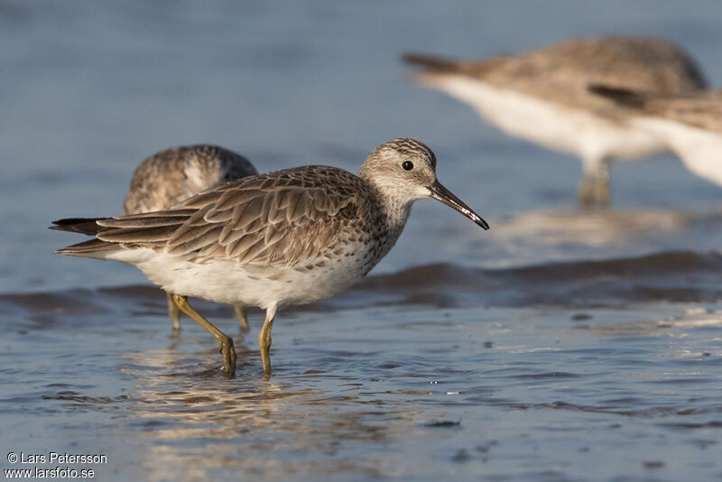 Great Knot