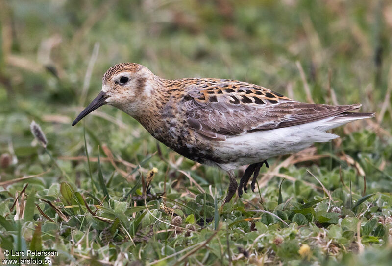 Bécasseau des Aléoutiennes