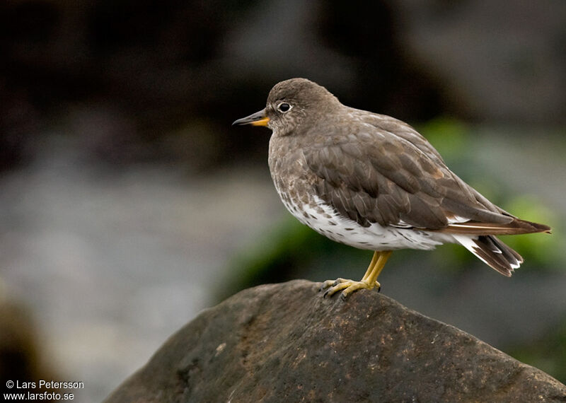 Surfbird