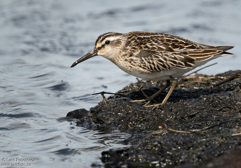 Bécasseau falcinelle