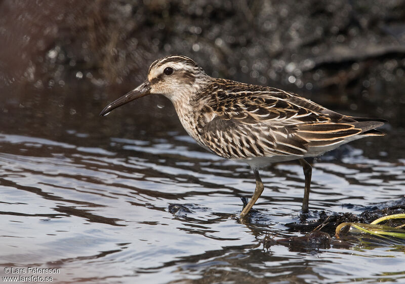 Bécasseau falcinelle