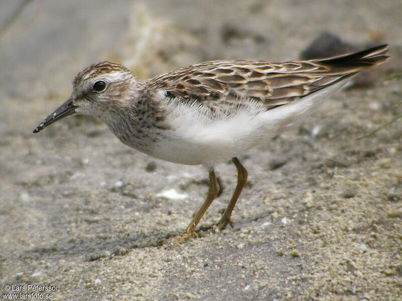 Least Sandpiper