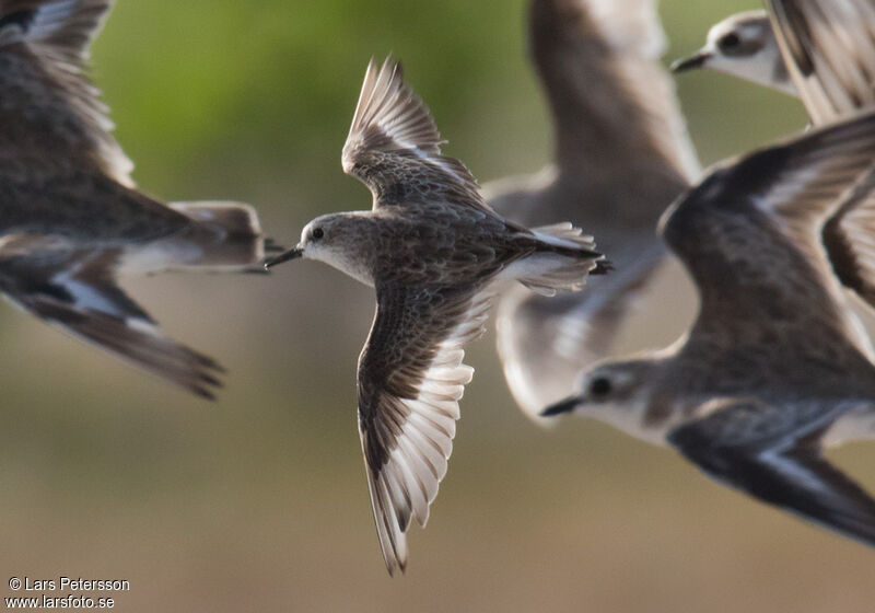 Little Stint