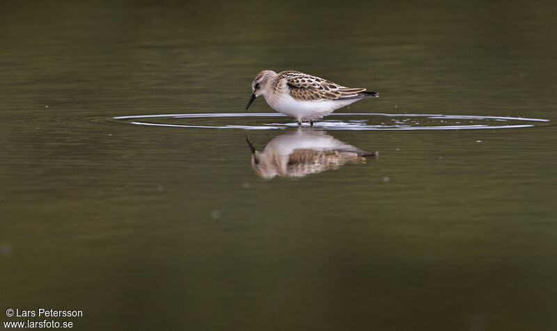 Little Stint